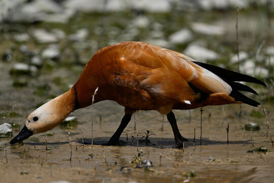 Rostgans // Ruddy shelduck (Tadorna ferruginea)