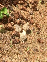 mushrooms on the ground