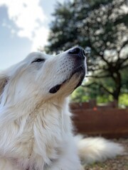 dog in the sun 