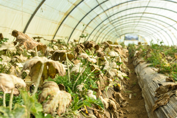 Fungal disease Powdery mildew on zucchini foliage in greenhouse, powdery mildew on cucurbits in...