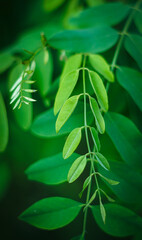 Zdjęcie zielonych listków akcji, zbliżenie. © Karol