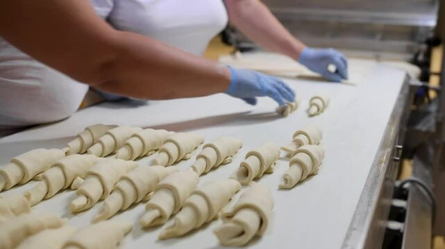 Workers hands rolling croissants on a white conveyor belt in an industrial bakery