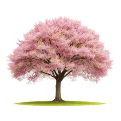 Obraz premium Sakura tree isolated on Transparent background