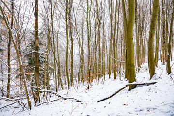 Fototapeta premium Kassel, Germany - trees and buildings in winter
