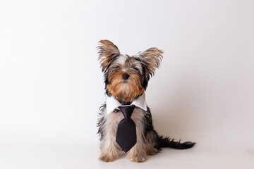 Adorable yorkshire terrier puppy in formal attire with necktie on white background