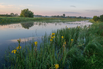Irises on the lake