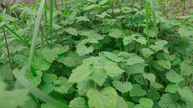 Patchouli plantation in Indonesia