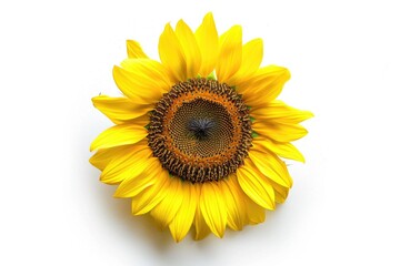 Fototapeta premium A bright and cheerful yellow sunflower sits on a clean white background, perfect for adding a pop of color to any design