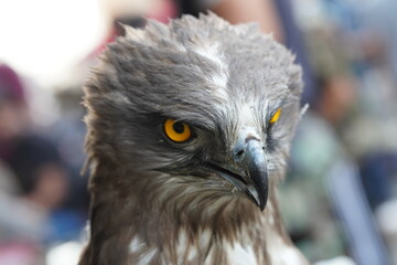 A hawk of prey with a sharp beak