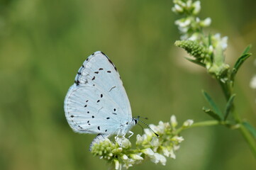 A beautiful little butterfly on a wildflower.