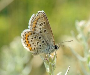 A beautiful little butterfly on a flower. Beautiful insects.