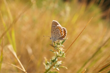 A beautiful little butterfly on a flower. Beautiful insects.