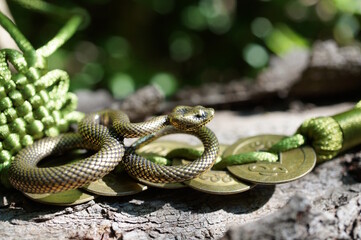 A bunch of Chinese coins and a snake figurine.