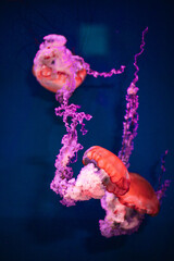 Colorful jellyfish with lights in aquarium