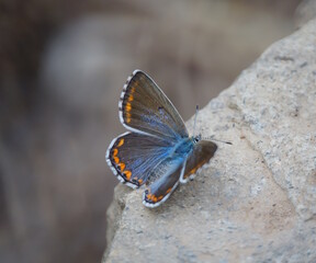 A beautiful pigeon butterfly sits on a stone. Brown.