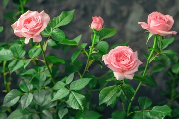 Naklejka premium A bouquet of pink roses arranged together on a surface