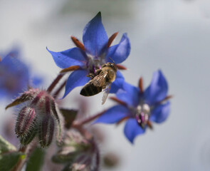 fleur de bourrache 