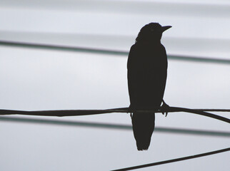 crow on a wire