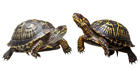 Obraz premium Box Turtle Terrapene, Retiple Animal Shell and Scales, Green, Brown, Yellow and Red, Isolated Transparent PNG Nature Graphic
