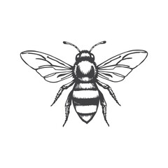 Honey bee editable vector logo. Hand drawn engraving style illustrations.