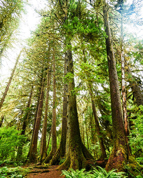 Hall of Moses trail, Hoh rainforest, Olympic National Park, Washington State 