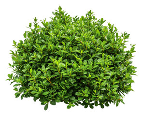 Obraz premium PNG Dense green shrub with healthy leaves in sunlight