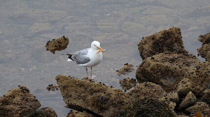 A seagull standing at low tide in a rocky seaweed, barnacle covered surface in the North Atlantic, Lubec, Maine, USA holding an orange starfish with attached black barnacles in it's beak.