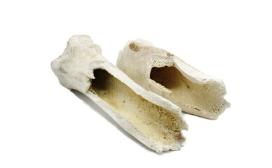 Femur bones from a sun bleached cow bovine found in nature in a pasture now serves as a dog chew toy. remains of old buffalo or cow bones that are old and decayed isolated on white background