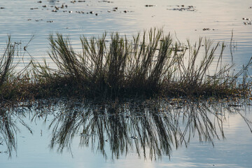 Salt marsh cordgrass plants silhouette against blue wetland  waters