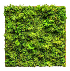 PNG Textured moss wall art with plants