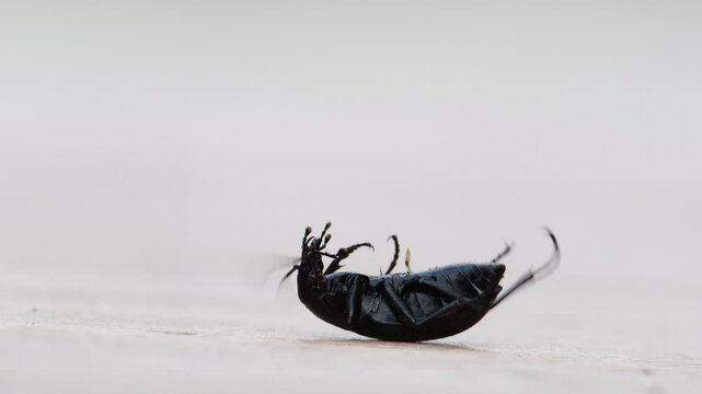 Carabus coriaceus beetle on its back. Common huge bug in nature of Czech republic. 