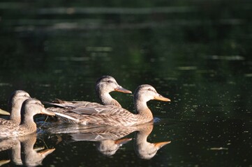 Ducks Swimming in Calm Water with Reflections