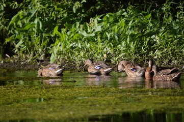 Mallards Swimming in Pond