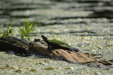 Algae Covered Turtle Sunbathing on Log in Pond