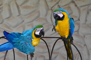 fliegender Ara © Luiza