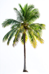 A coconut palm tree