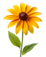Close-up of Black-Eyed Susan with stem and leaves isolated on a transparent background