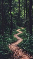 Fototapeta premium A winding hiking trail through a dense forest in a national park, perfect for outdoor enthusiasts