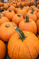 Fall squash and pumpkin on display at outdoor market, Vermont