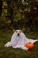 A dog dressed as a ghost with a white sheet, sitting near a pumpkin, in a garden with red berries...