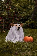 A dog dressed as a ghost with a white sheet, sitting near a pumpkin, in a garden with red berries...