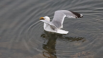 Seagull captures a sea urchin in the Atlantic Ocean in Lubec Maine and holds the spiked meal it in its beak.