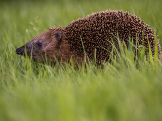 hedgehog in the grass