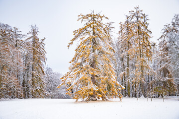 Kassel, Germany - trees and buildings in winter