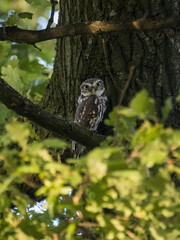 horned owl