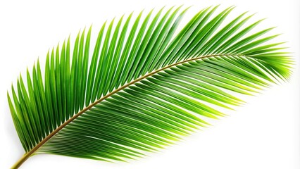 Obraz premium Coconut tree leaf isolated on white background.