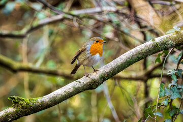 Robin red breat small bird perched on branch of shrub or bush in public park