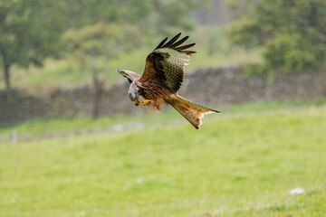 Red Kite bird of prey passes meat from yellow talon to beak in mid flight with blurry background