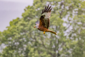 Red Kite bird of prey with brown and white wings stretched up yellow beak and talons flies in front of blurry trees