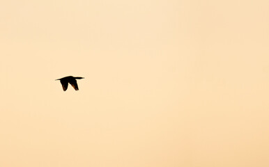 swan silouette flying during sunrise against a yellow background 
